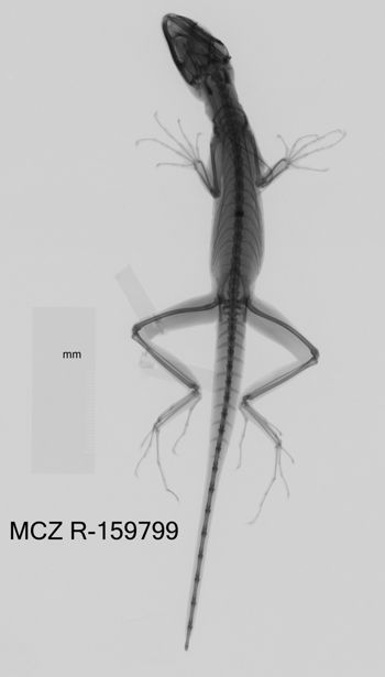 Media type: image;   Herpetology R-156799 Aspect: dorsoventral x-ray